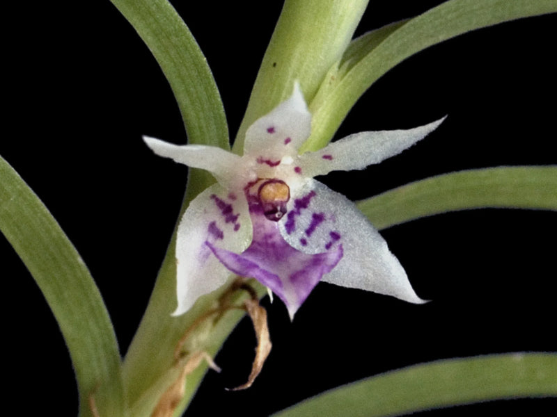 Dichaea ecuadorensis