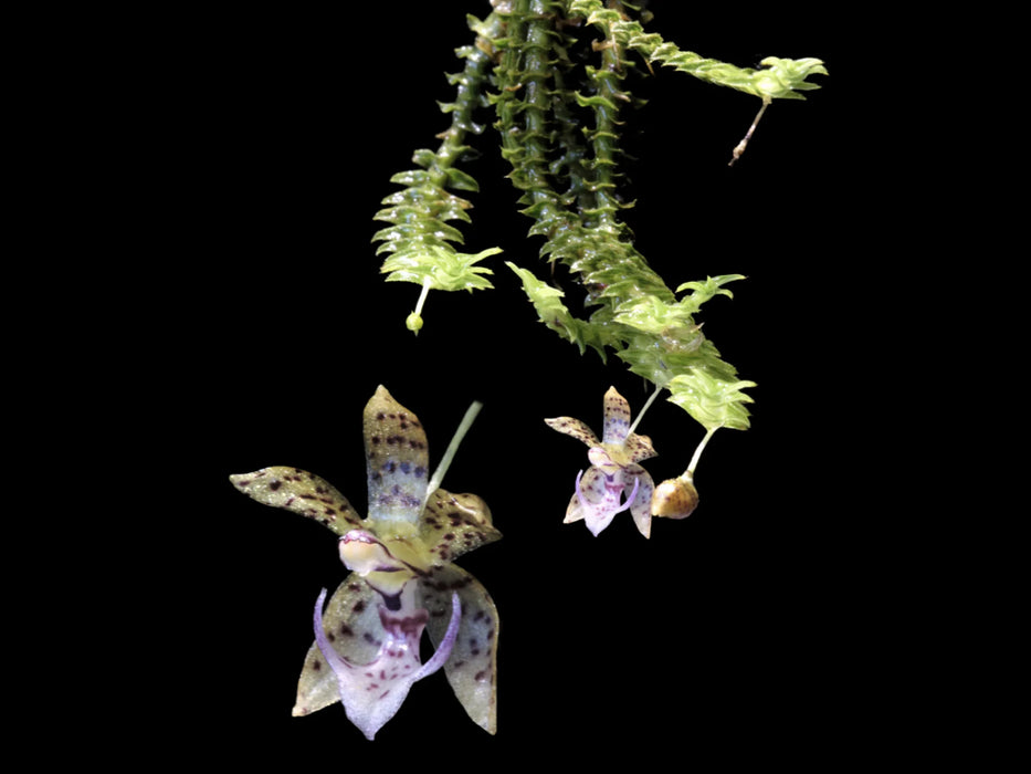 Dichaea hystricina