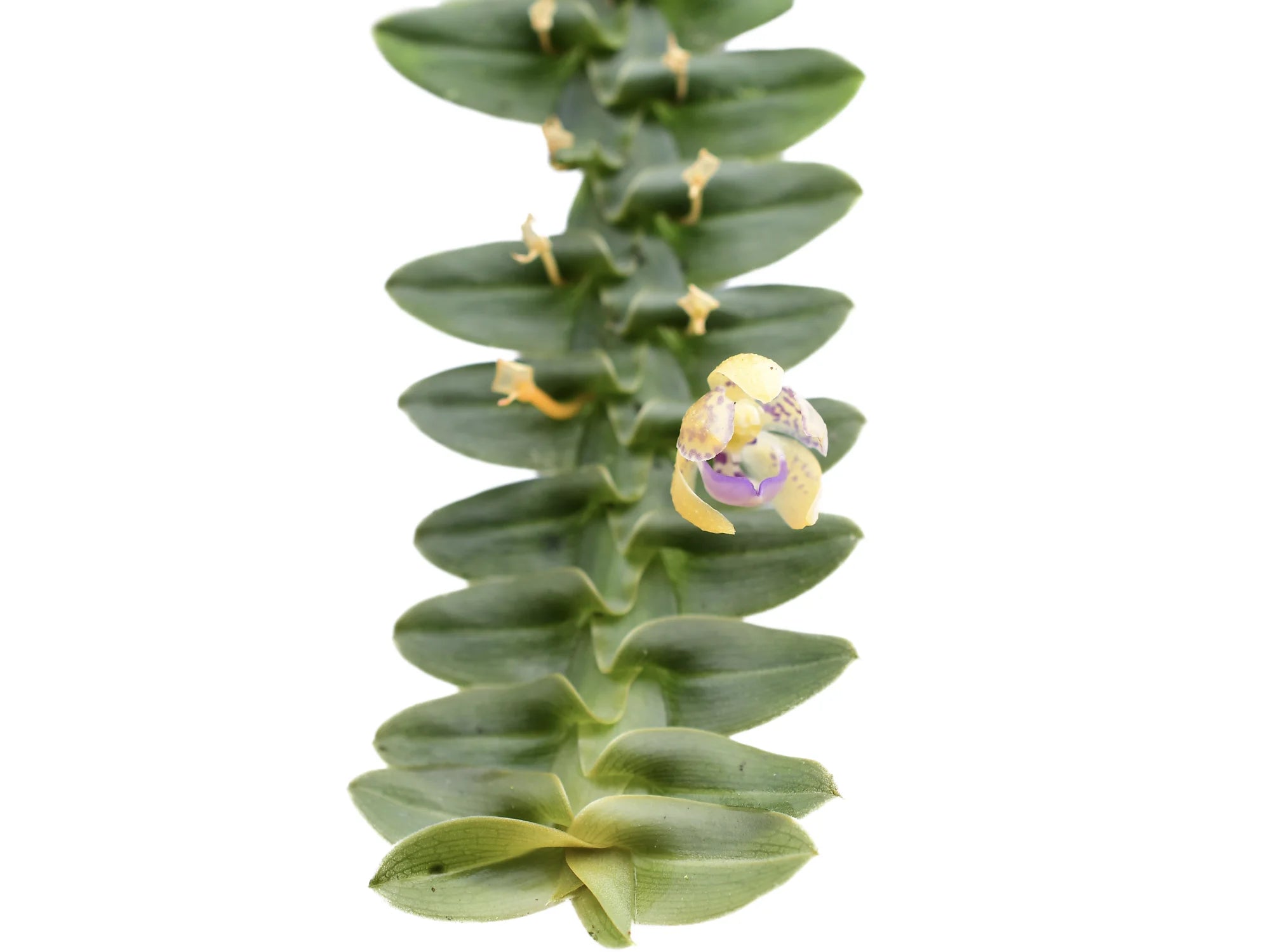 Dichaea kegelii