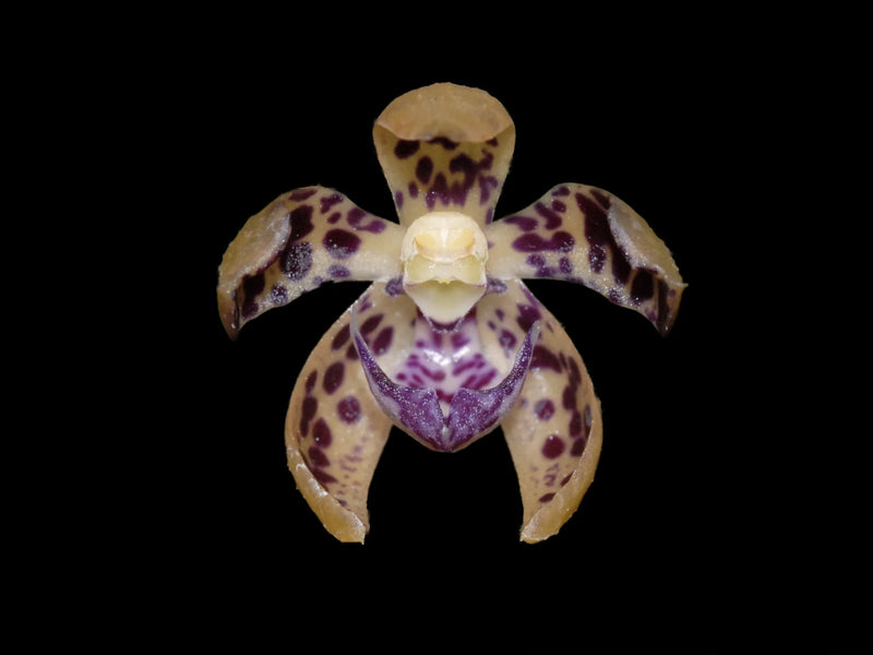 Dichaea laxa