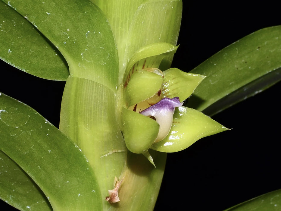 Dichaea morrisii