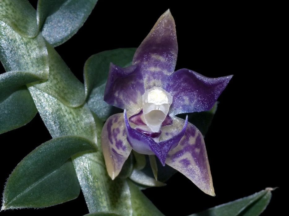 Dichaea muricata