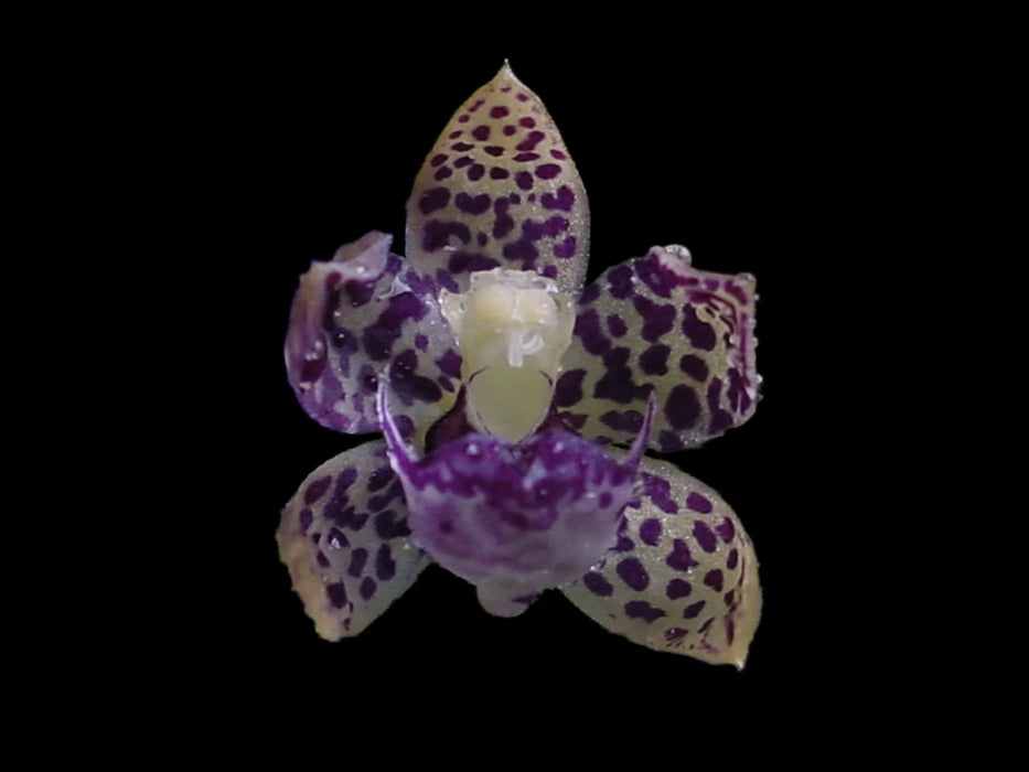 Dichaea muricata