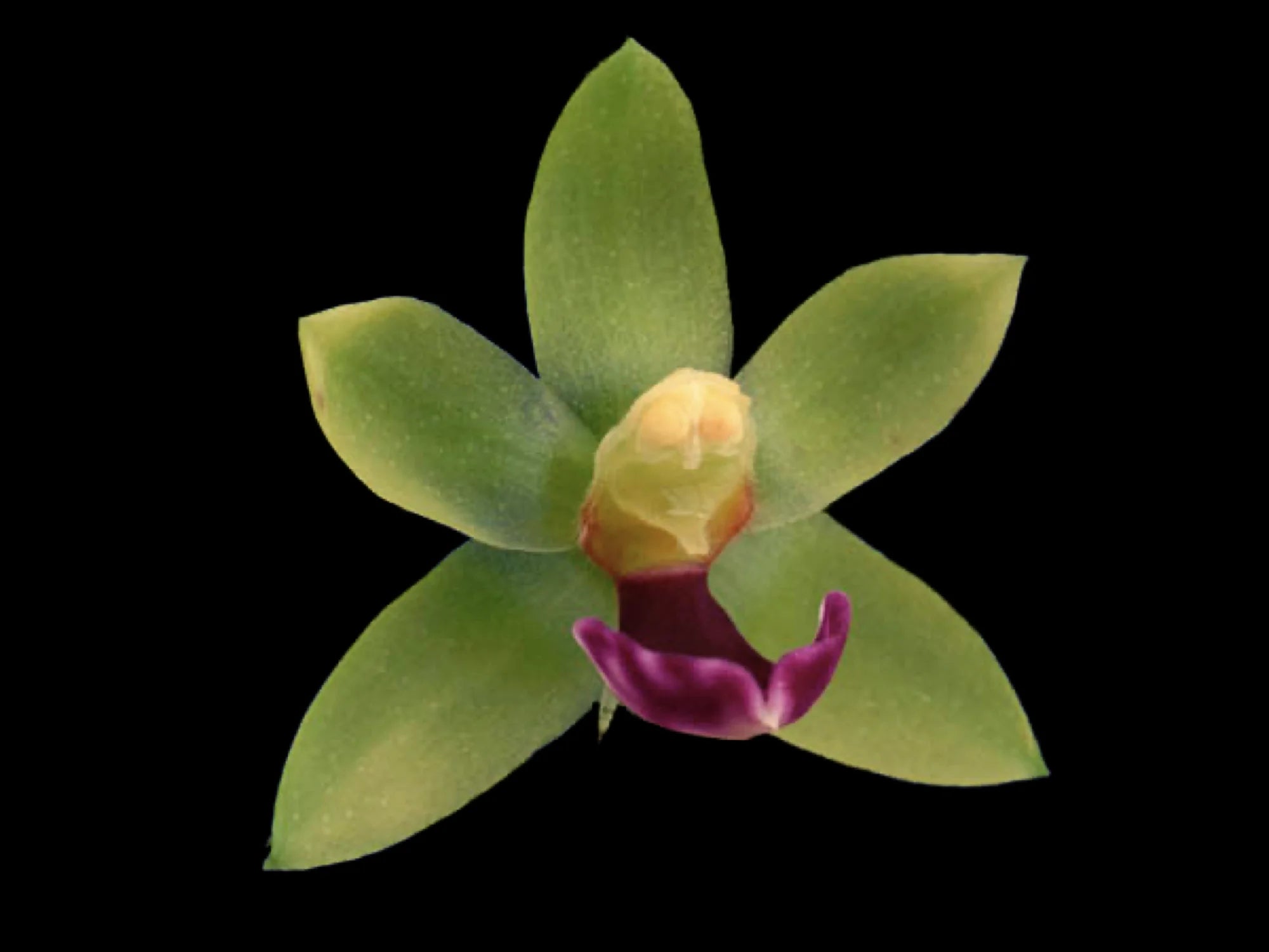 Dichaea trulla