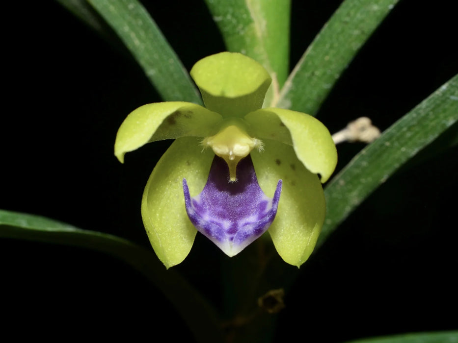 Dichaea trulla