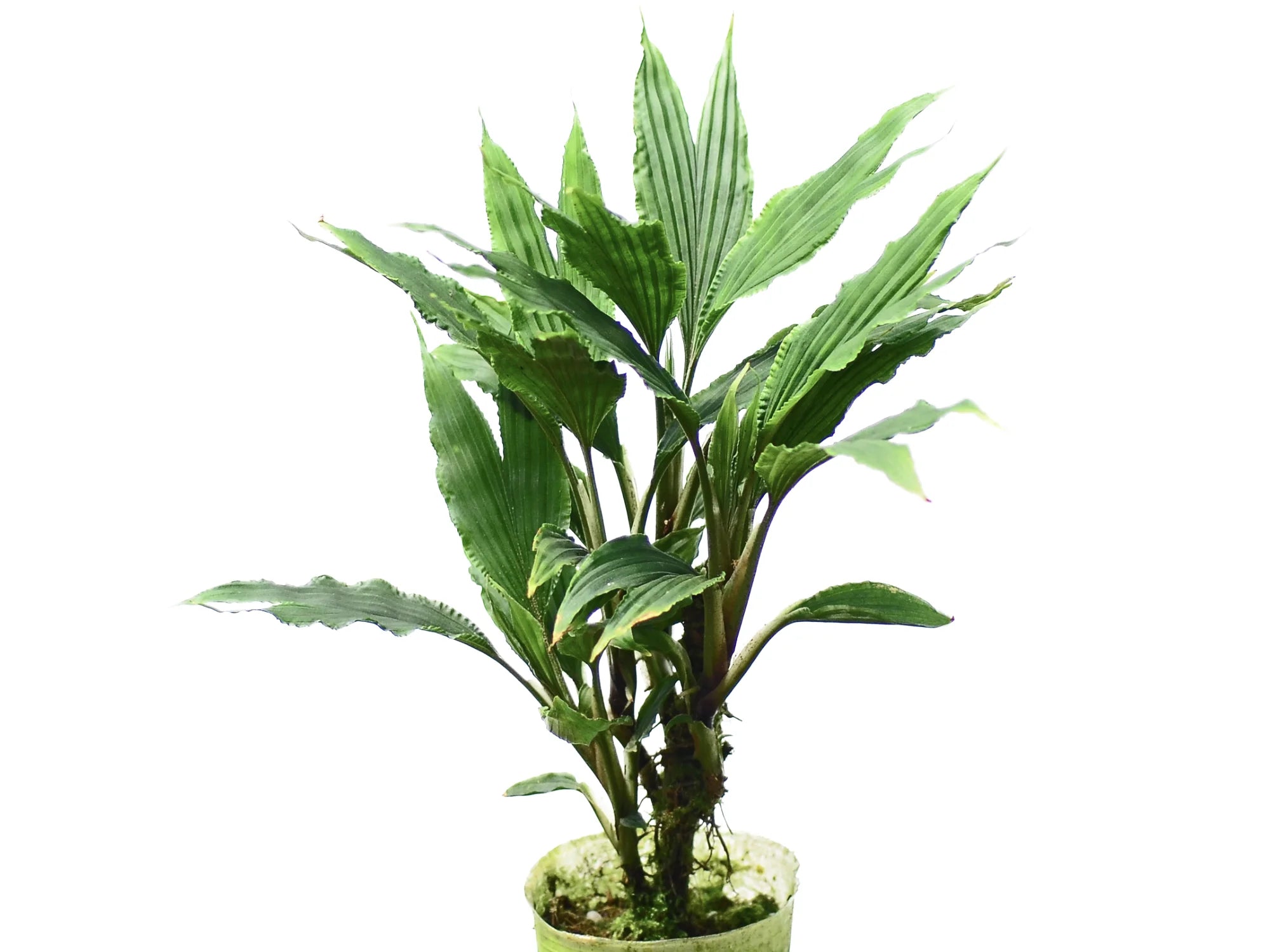 Dicranopygium cuatrecasasianum