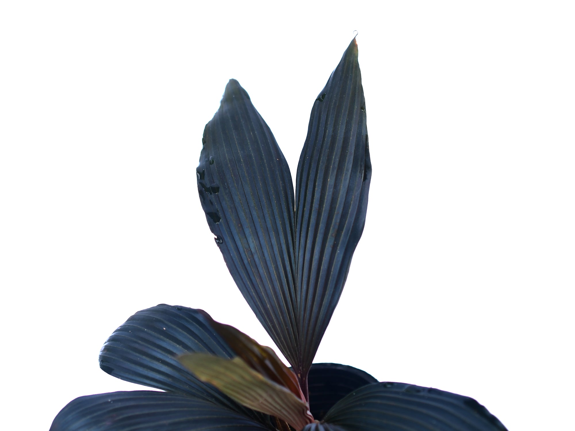 Dicranopygium sp mini red — Ecuagenera Orquídeas del Ecuador