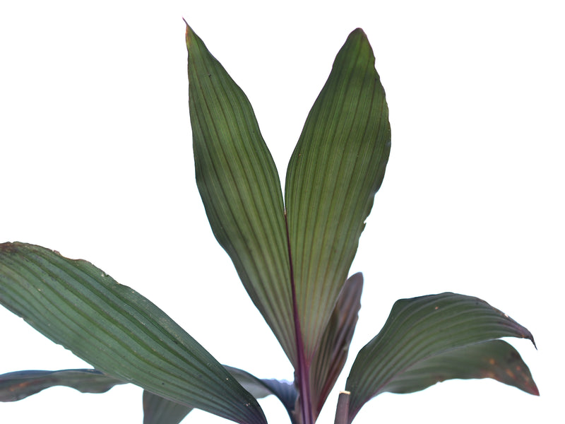 Dicranopygium sp mini red