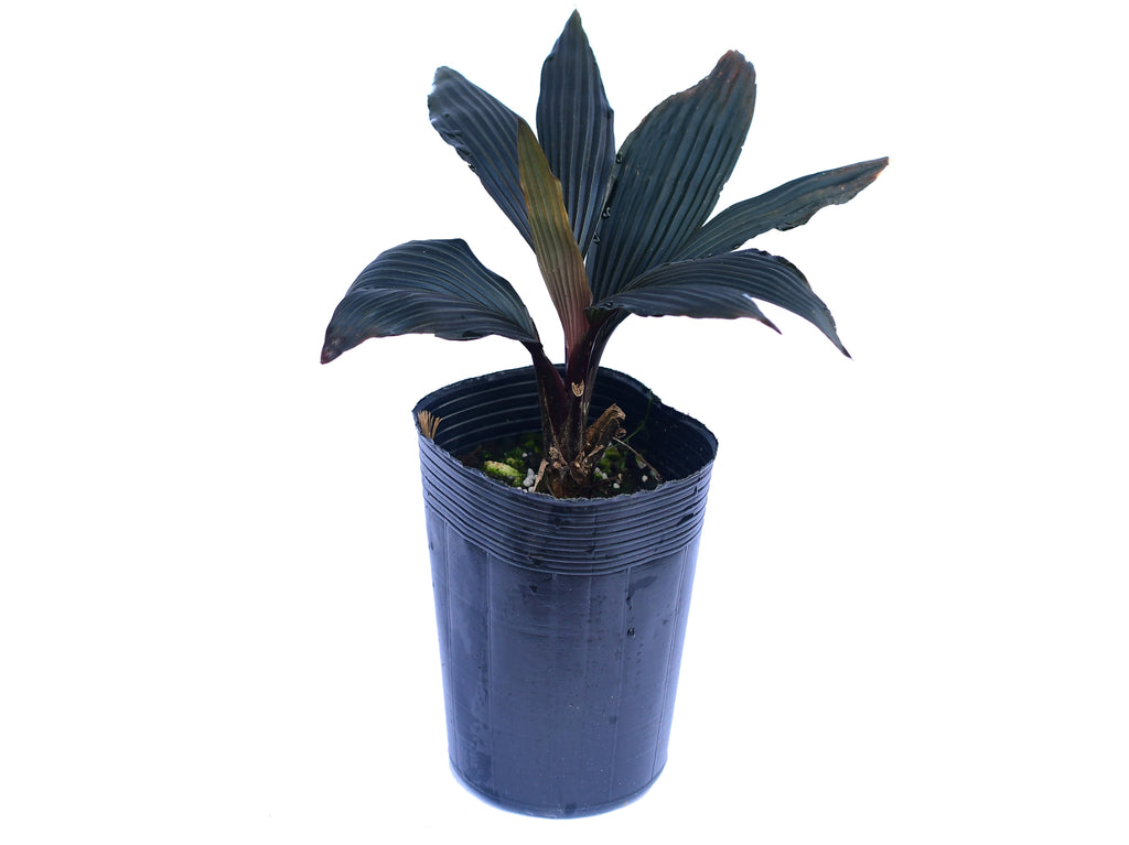 Dicranopygium sp mini パナマソウ　小型 Dicranopygium_sp_mini_red_.