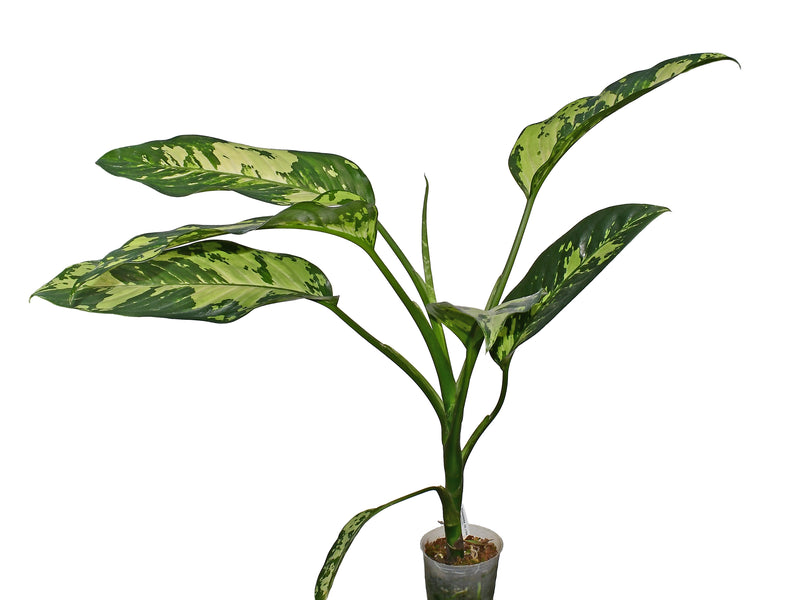 Dieffenbachia Aurora