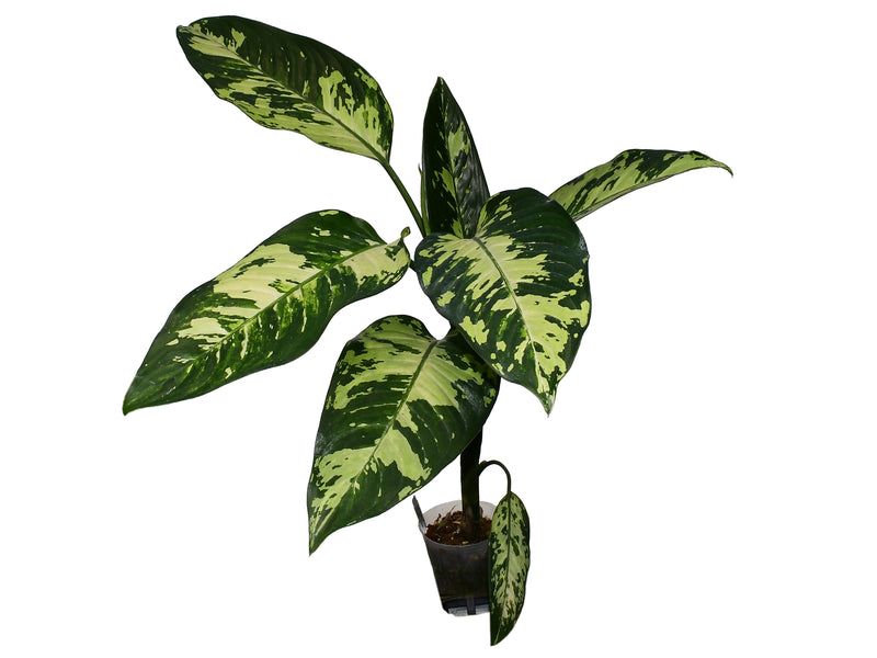 Dieffenbachia Aurora