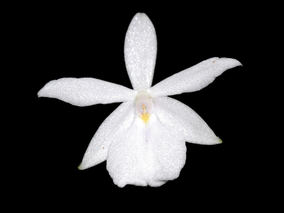 Dimerandra emarginata alba