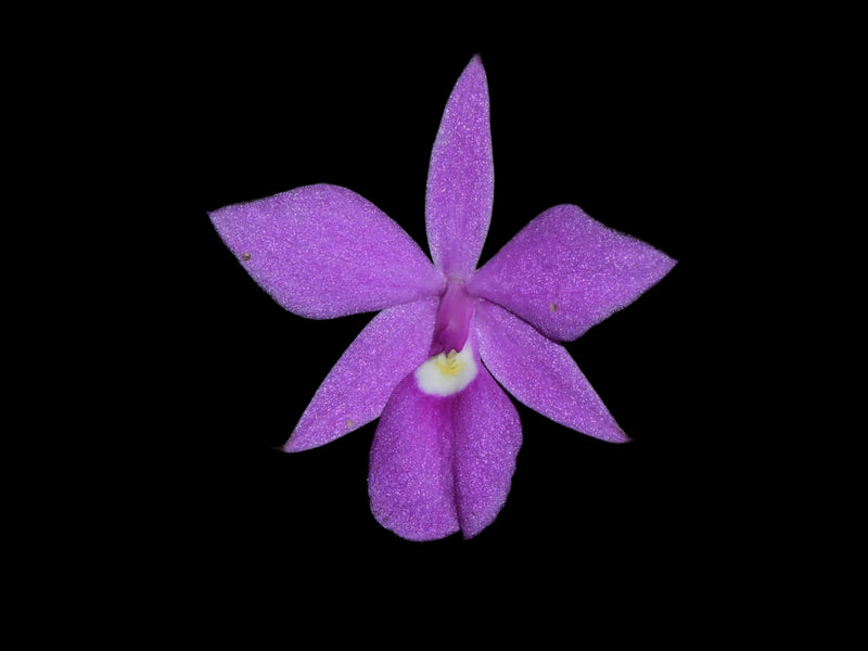 Dimerandra emarginata