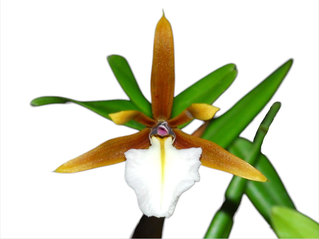 Dinema polybulbon