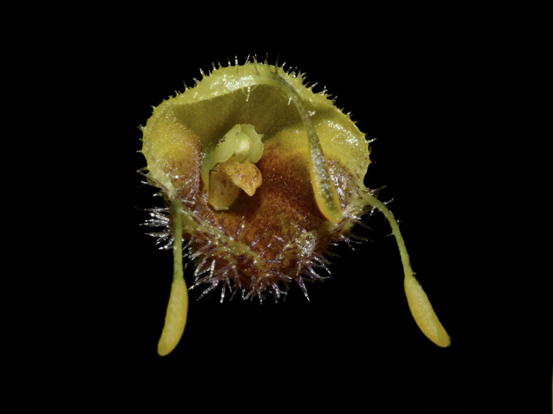 Diodonopsis erinacea