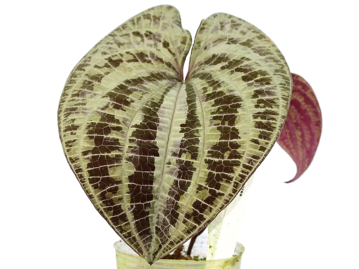 Dioscorea discolor