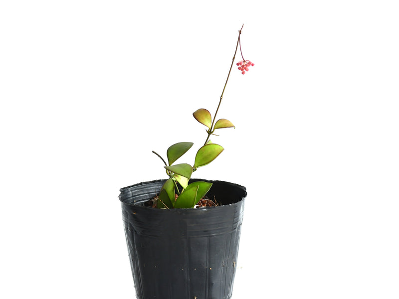 Dischidia ruscifolia