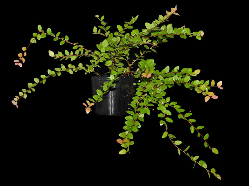 Disterigma El Pangui