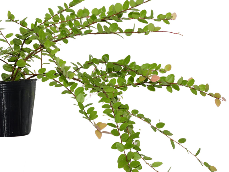 Disterigma El Pangui