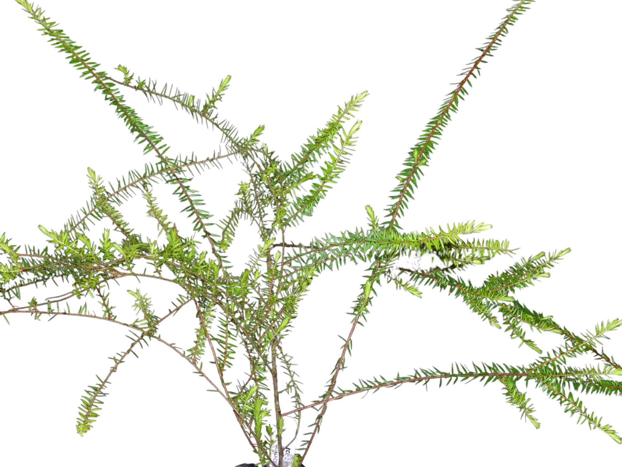Disterigma agathosmoides