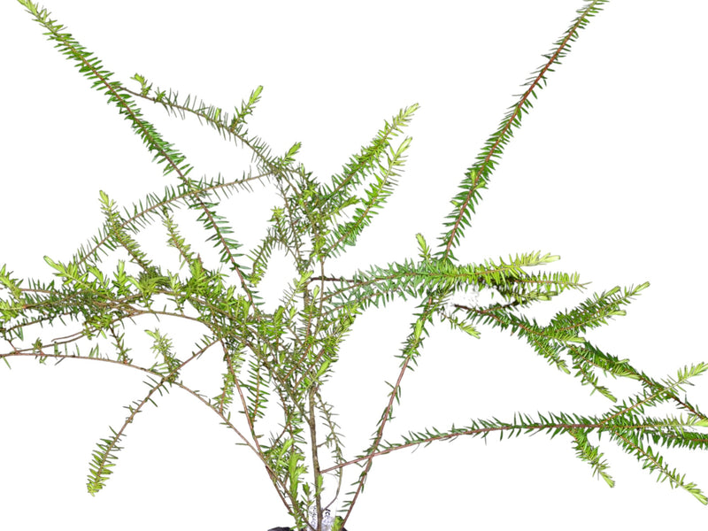 Disterigma agathosmoides