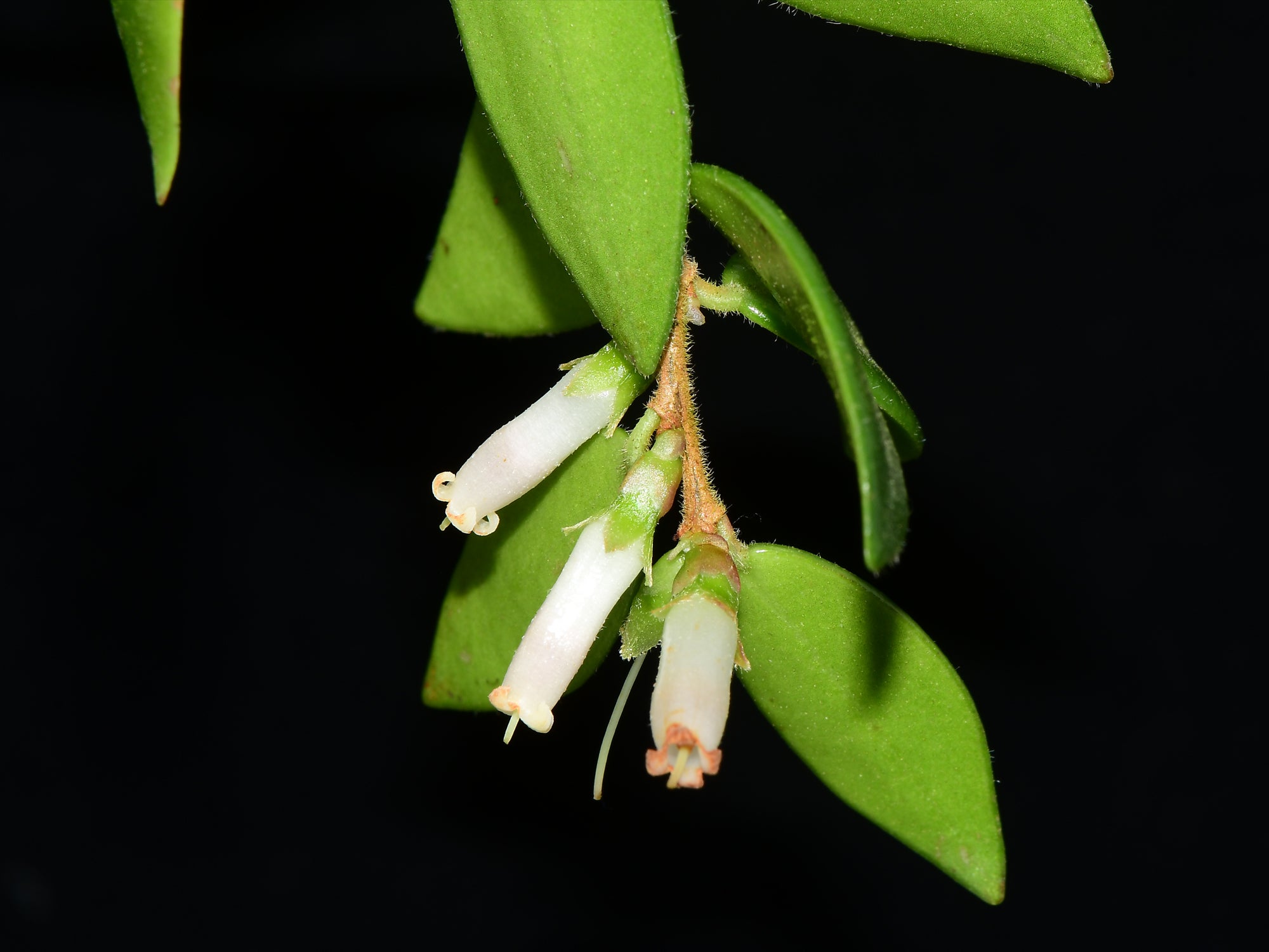 Disterigma tubulosa