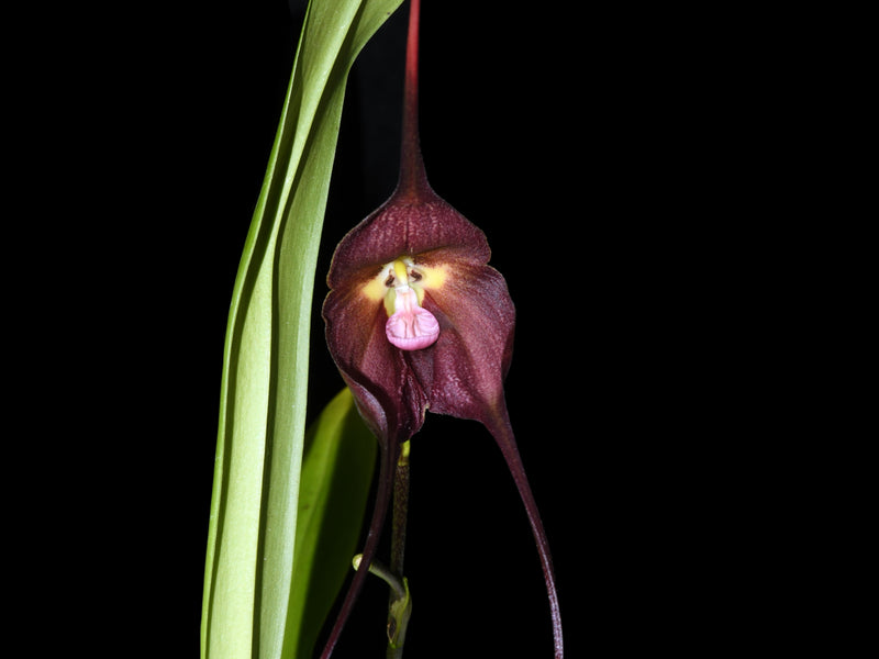 Dracula Ingrid de Portilla