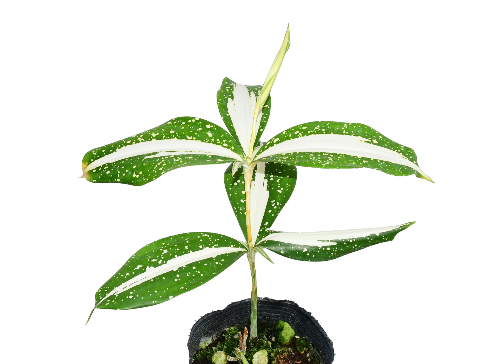 Dracaena surculosa 'Milky Way' — Ecuagenera Orquídeas del Ecuador
