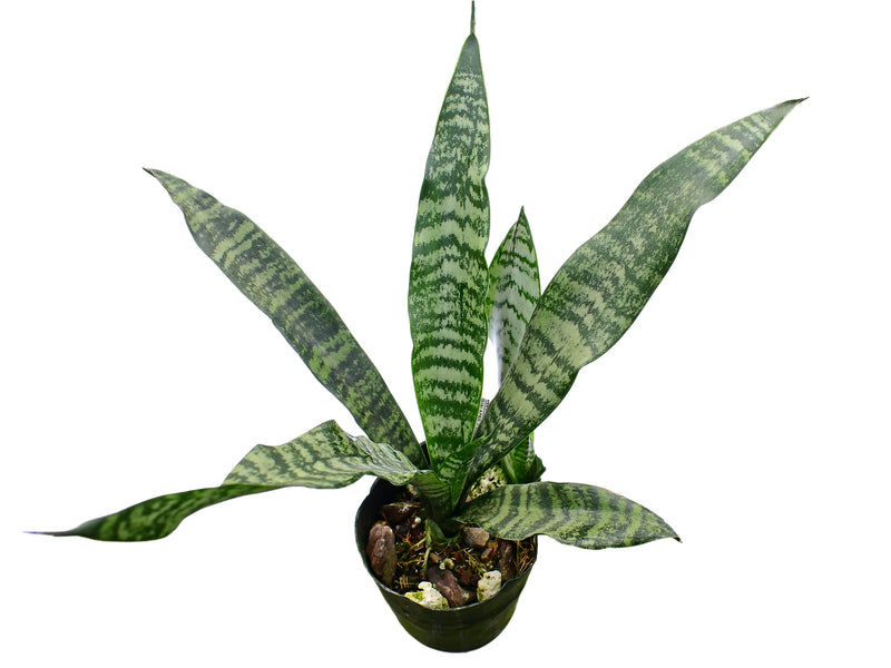 Dracaena trifasciata