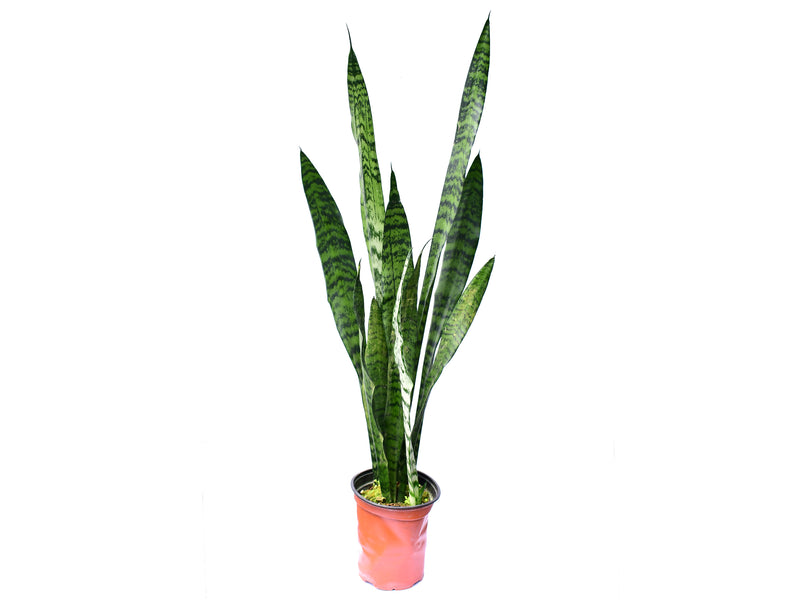 Dracaena trifasciata