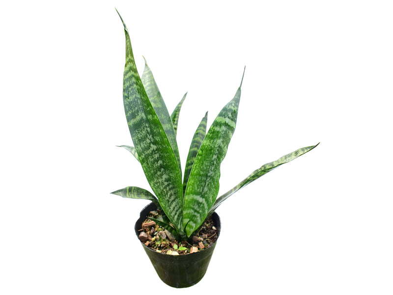 Dracaena trifasciata
