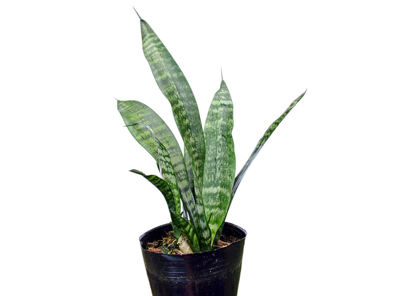 Dracaena trifasciata