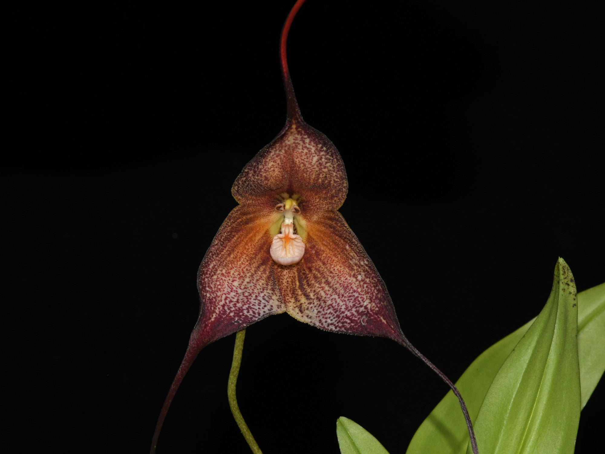 Dracula Daniel 'Black' — Ecuagenera Orquídeas del Ecuador