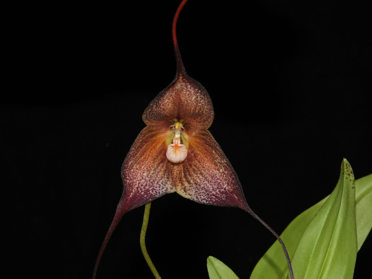 Dracula Daniel 'Black' — Ecuagenera Orquídeas del Ecuador