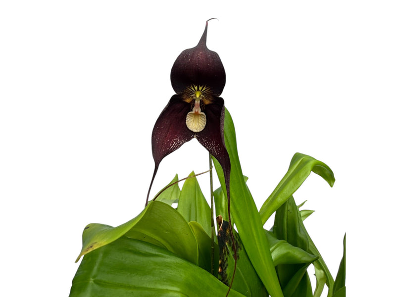 Dracula Ingrid Suarez