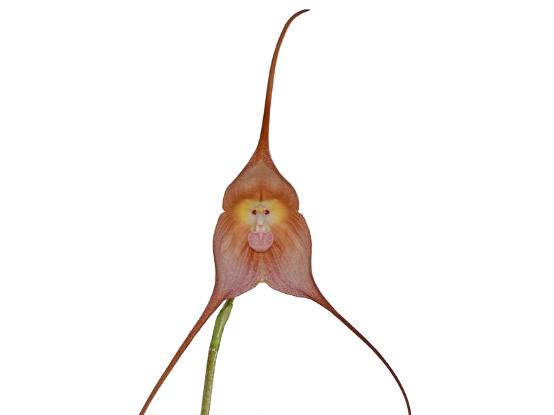 Dracula Ingrid de Portilla