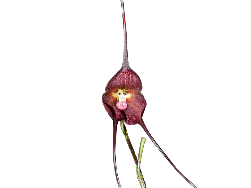 Dracula Ingrid de Portilla