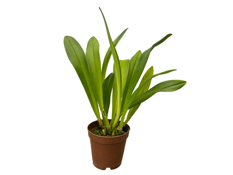 Dracula Ingrid de Portilla