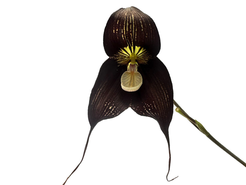 Dracula Ingrid Suarez