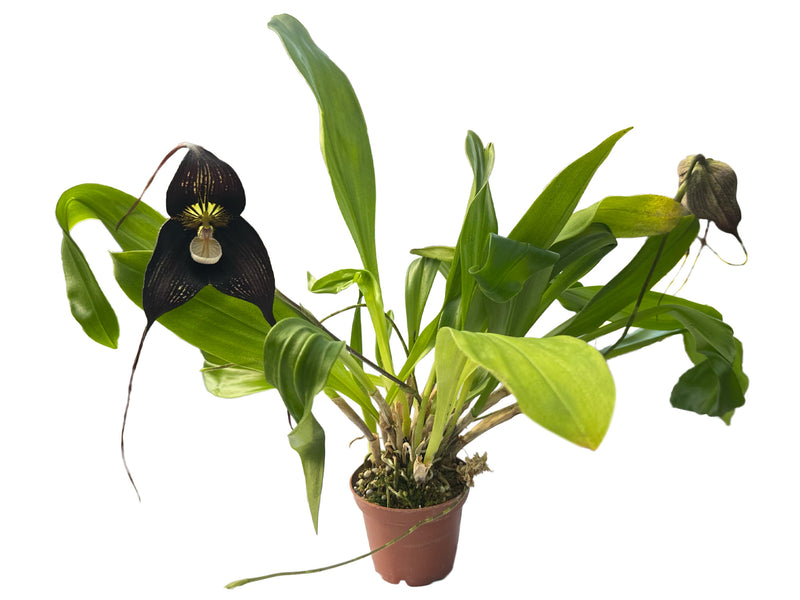 Dracula Ingrid Suarez