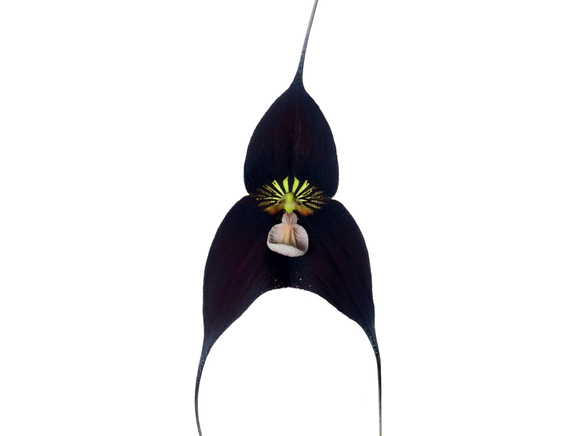 Dracula Raven 'Bob'