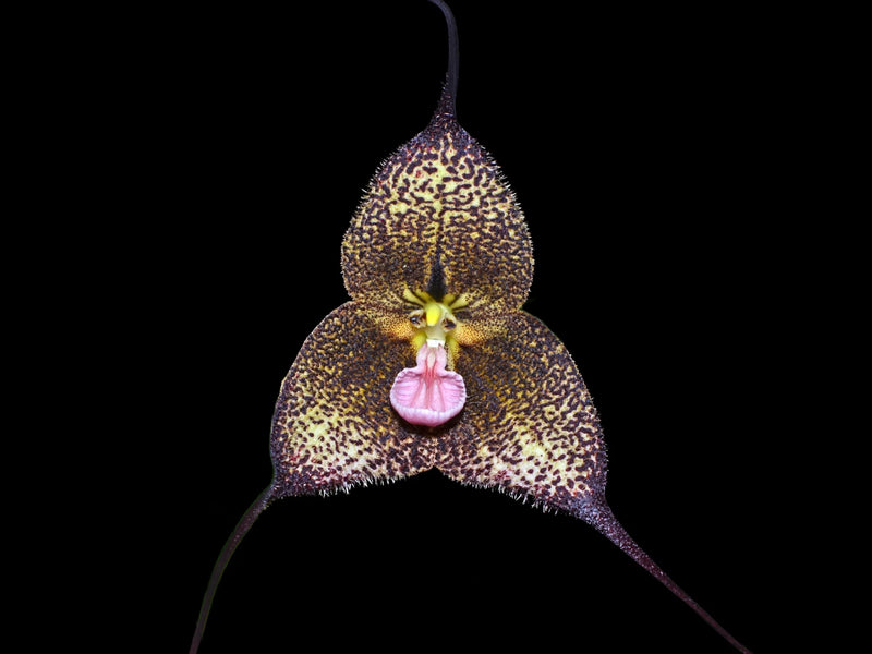 Dracula Roque Sevilla