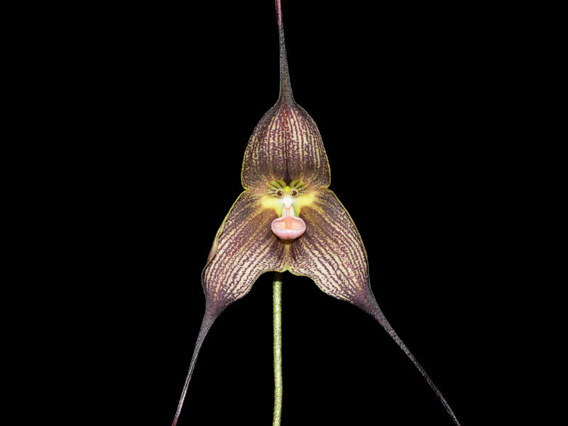 Dracula Transilvania