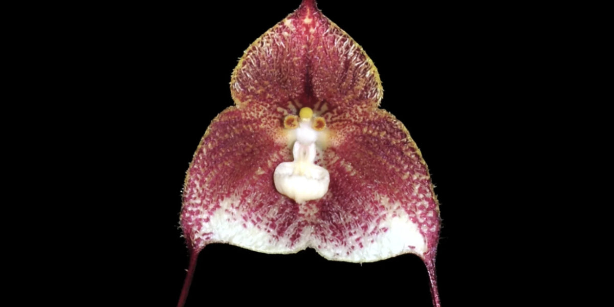 Dracula astuta — Ecuagenera Orquídeas del Ecuador