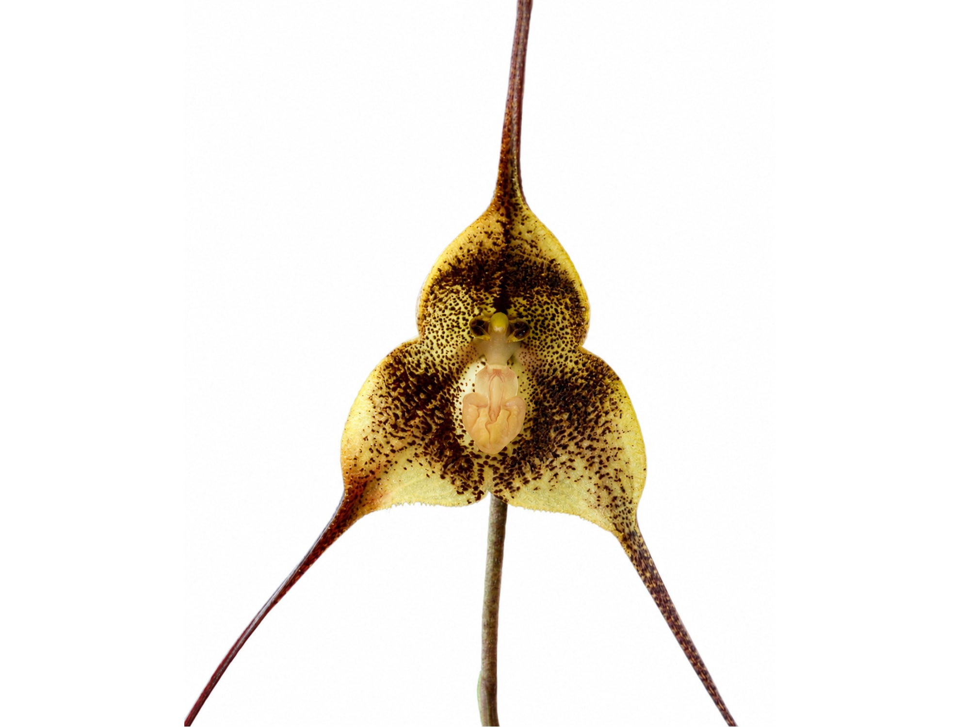 Dracula barrowii type