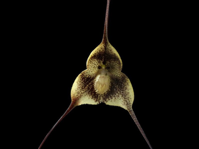 Dracula barrowii type