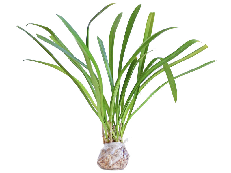 Dracula barrowii type