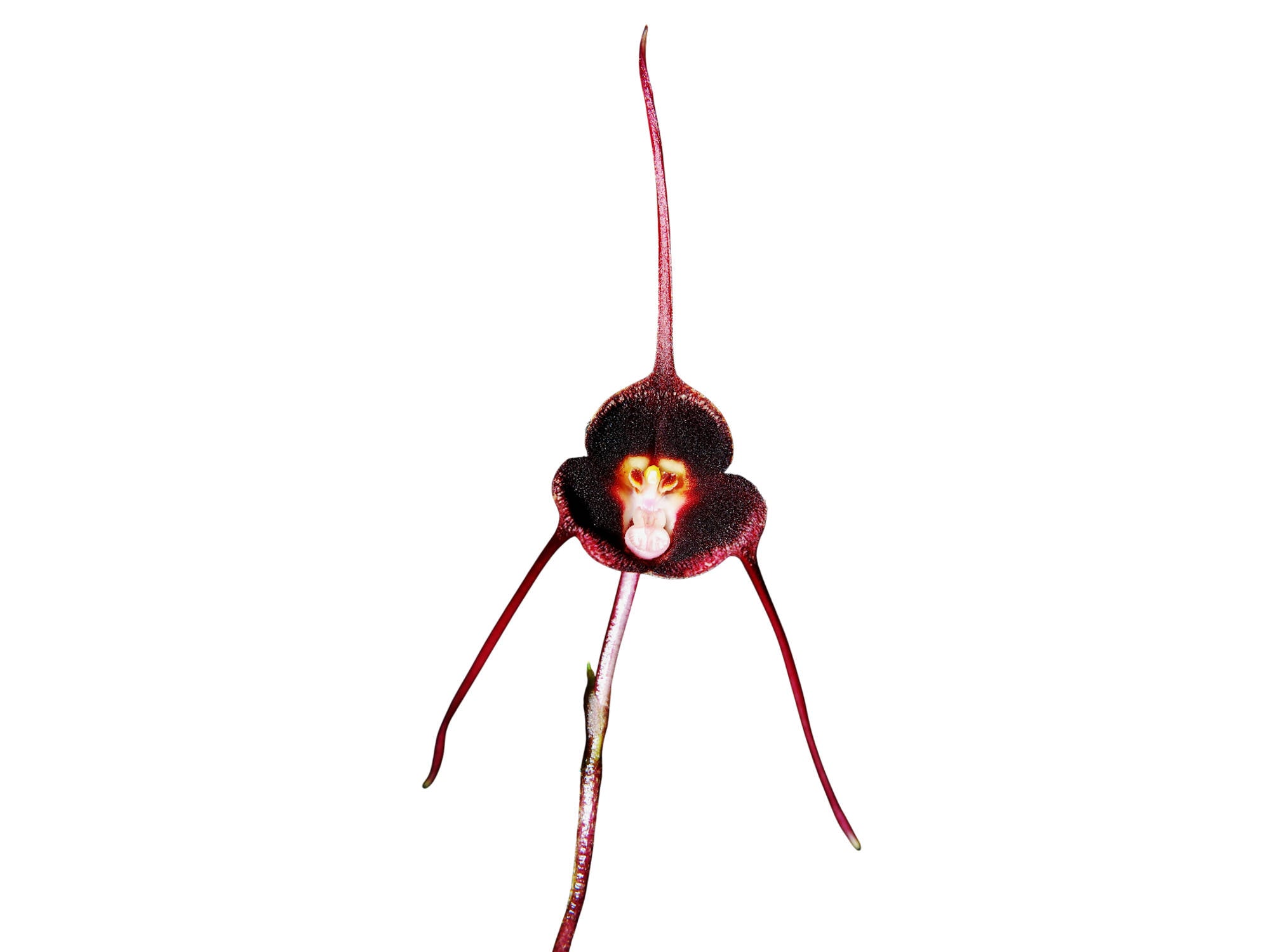 Dracula benedictii