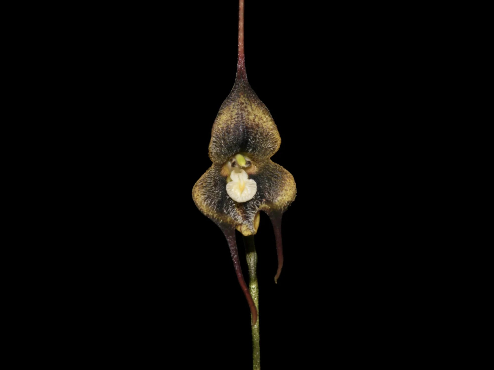 Dracula carcinopsis