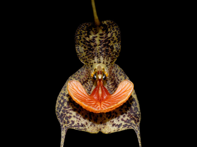 Dracula chestertonii